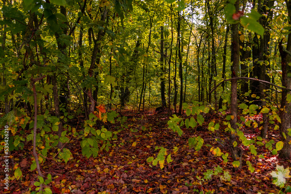 Walking through the autumn forest in Samarskaya Luka National Park! Walking through the autumn forest in Samarskaya Luka National Park!