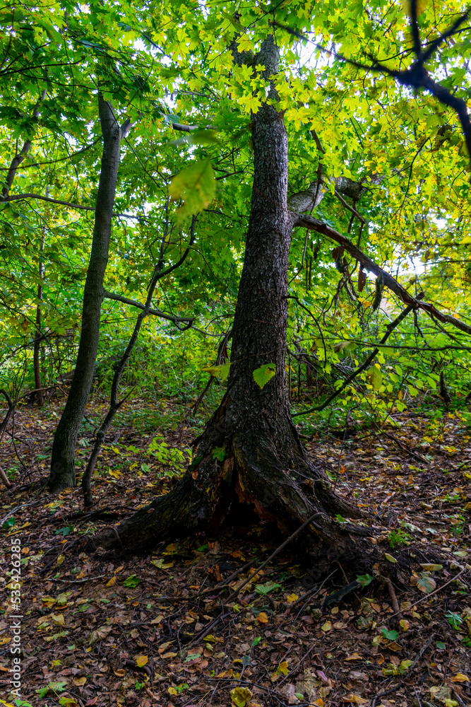 Walking through the autumn forest in Samarskaya Luka National Park! Walking through the autumn forest in Samarskaya Luka National Park!