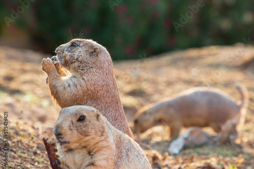 portrait of a cute animal. Black tailed prairie dogs eating. Lunch time.