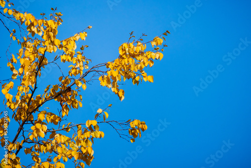 Bright yellow birch tree leaves are under blue sky