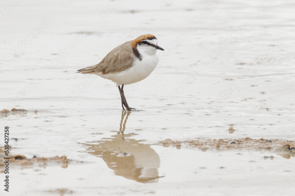 Red-capped Plover in South Australia Red-capped Plover in South Australia