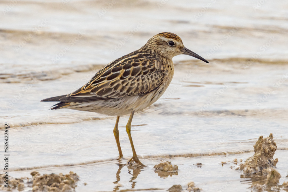 Sharp-tailed Sandpiper in South Australia Sharp-tailed Sandpiper in South Australia