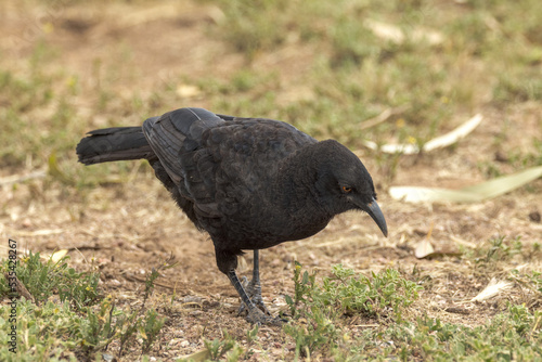 White-winged Chough in South Australia photo