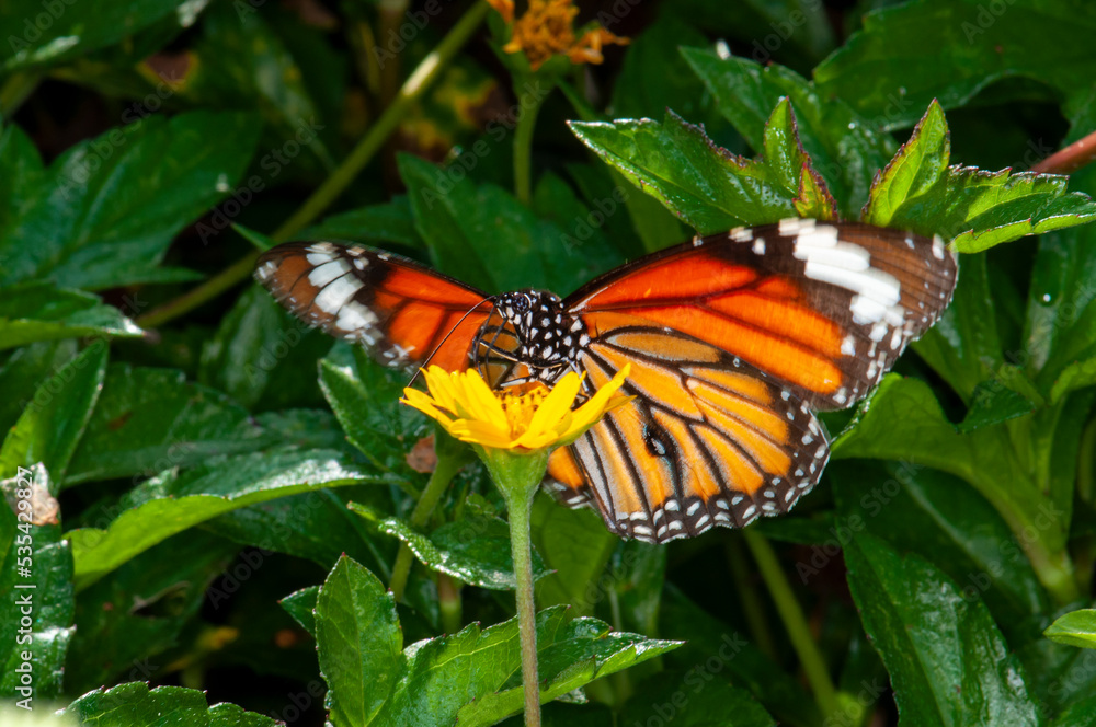 Obraz premium Danaus genutia or Common Tiger sits on a flower, Kharkiv, Ukraine