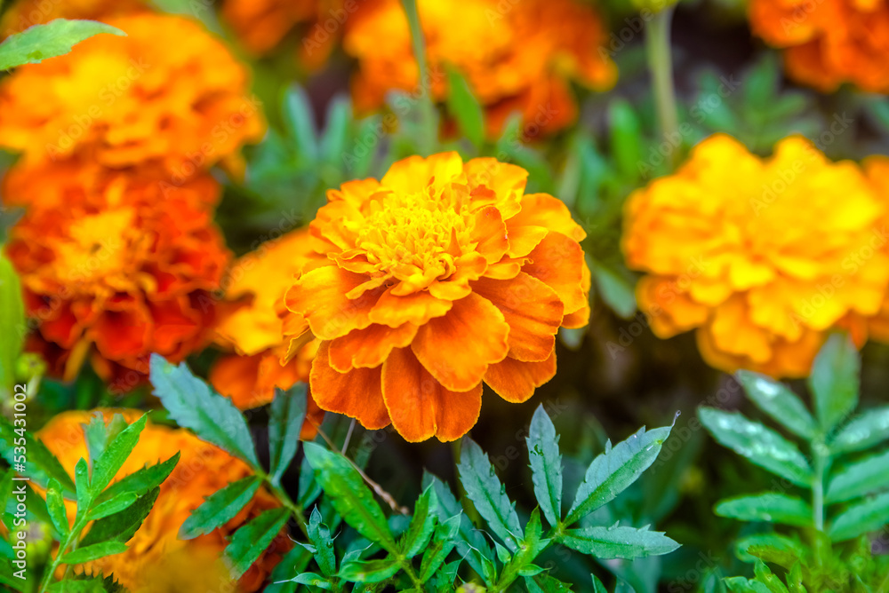 Orange marigolds on a green natural background
Orange marigolds on a green natural background