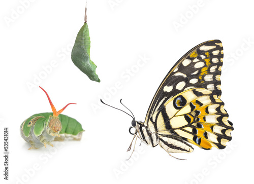 butterfly isolated on white background