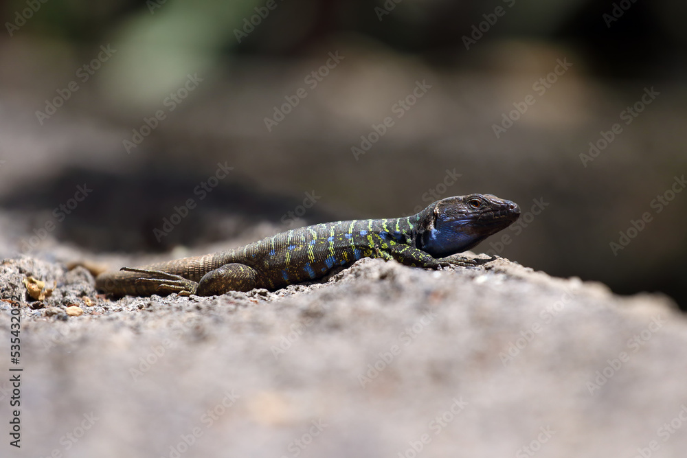 Obraz premium Gallotia galloti or Gallot's lizard or Tenerife lizard sometimes Western Canaries lizard, portrait of a large male with a green background. A large male lizard with a blue throat patch.