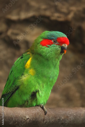 The musk lorikeet (Glossopsitta concinna), a portrait of the Australian parrot. A green parrot with a red forehead and a bluish head.