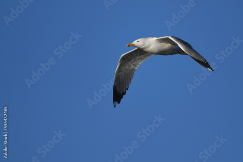 Mittelmeermöwe // Yellow-legged Gull (Larus michahellis) - Greece // Griechenland