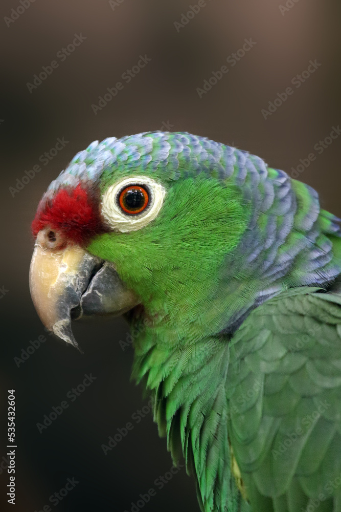 The red-lored amazon or red-lored parrot (Amazona autumnalis), portrait. Portrait of a green parrot on a dark background. Red-lored amazon subspecies Amazona autumnalis salvini.