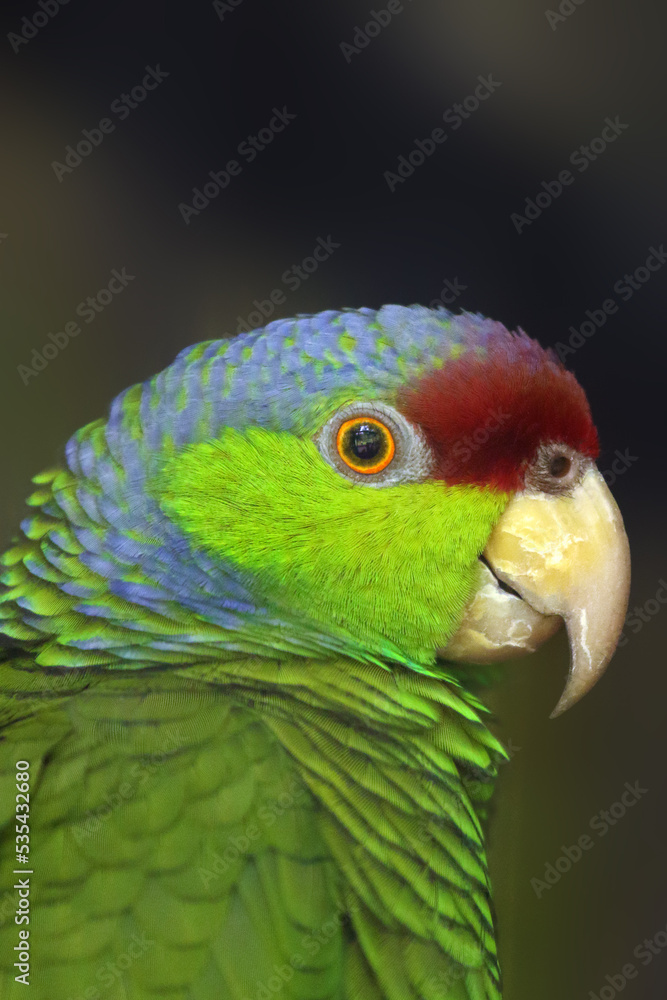 The lilac-crowned amazon (Amazona finschi), portrait. Portrait of lilac-crowned amazona subspecies amazona finchi finchi. Portrait of a parrot with a dark background. The lilac-crowned amazon (Amazona finschi), portrait. Portrait of lilac-crowned amazona subspecies amazona finchi finchi. Portrait of a parrot with a dark background.