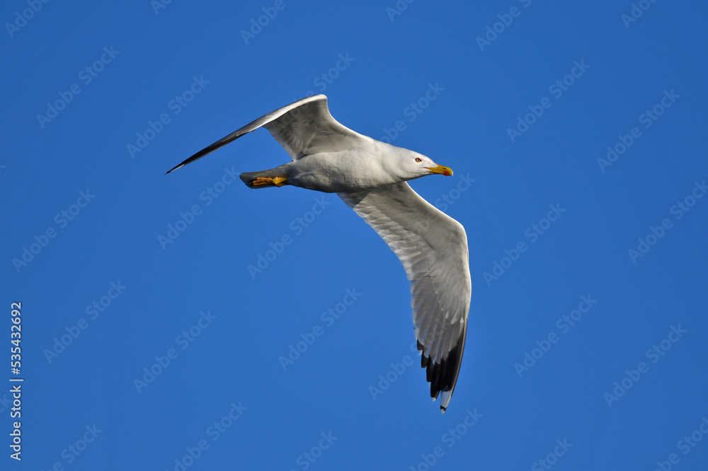 Obraz premium Yellow-legged Gull // Mittelmeermöwe (Larus michahellis) - Greece // Griechenland