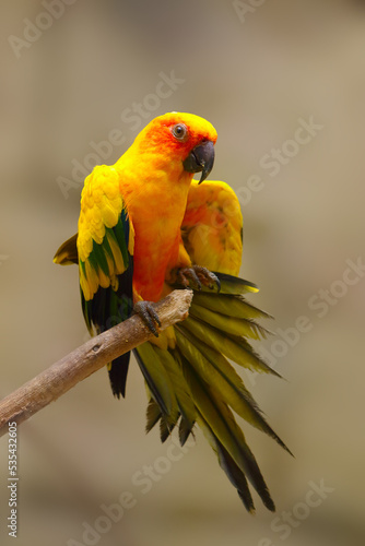 The sun parakeet (Aratinga solstitialis), stretching its wings on a branch. Yellow parrot with light background and spread tail. Natural behavior of a parrot when relaxing. photo