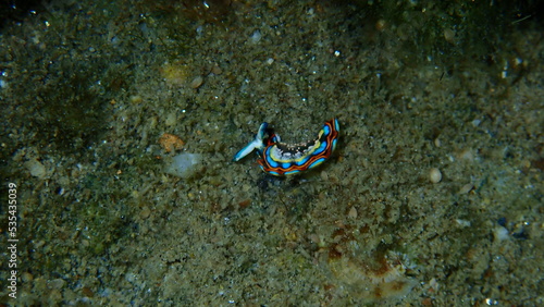 Sacoglossan sea slug Splendid elysia or Splendid velvet snail (Thuridilla hopei) close-up undersea, Aegean Sea, Greece, Halkidiki
 photo