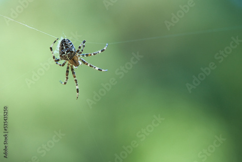 Cross spider crawling on a spider thread. Blurred. A useful hunter among insects