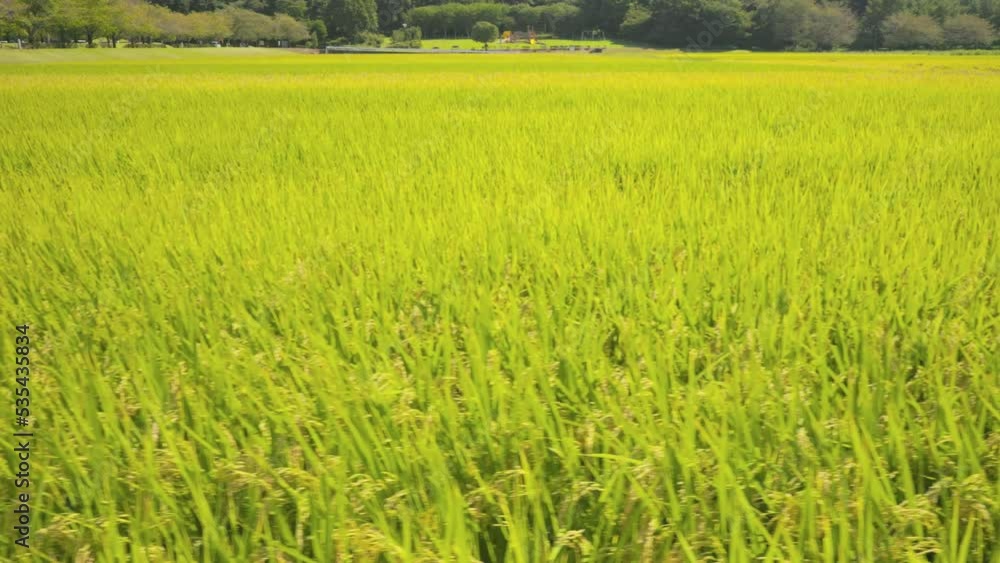 収穫まじかの田んぼの稲穂