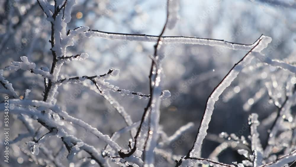 Branches tree ice. Beautiful natural winter background. Snow-covered bushes sparkle in the bright rays of the sun. The concept of winter mood traveling to nature. Severe frosts and snowfalls in winter Branches tree ice. Beautiful natural winter background. Snow-covered bushes sparkle in the bright rays of the sun. The concept of winter mood traveling to nature. Severe frosts and snowfalls in winter