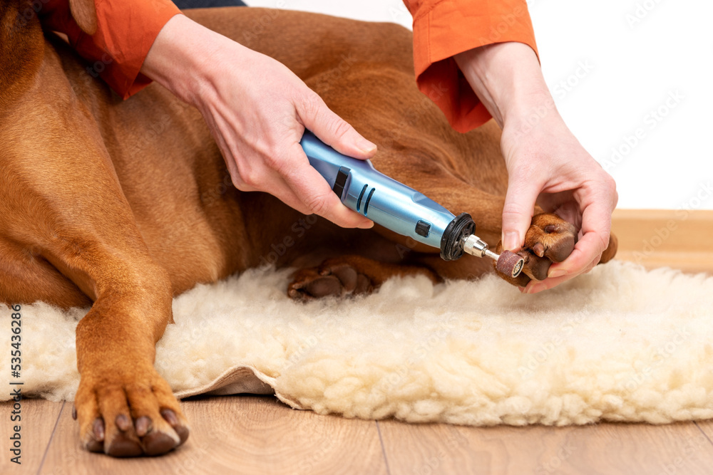 Dog nails grinding. Woman using a dremel to shorten dogs Pet owner dremeling nails on vizsla dog. Stock-foto | Adobe