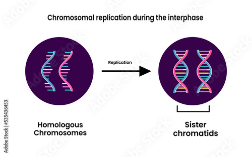 Chromosomal replication during the interphase. Sister Chromatids. Vector illustration.