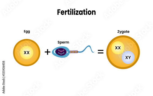 Fertilization. fusion of two haploid gametes to form a diploid zygote. human reproduction. photo