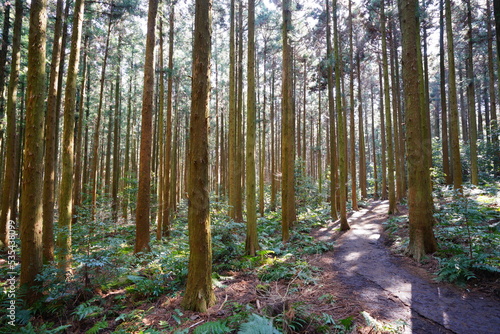 brilliant sunlight in cedar forest