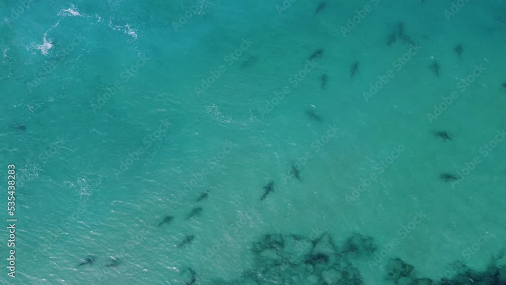 Top view above sharks diving in blue, transparent water - cenital, Aerial shot Top view above sharks diving in blue, transparent water - cenital, Aerial shot