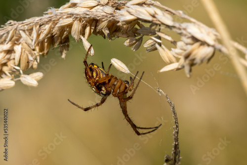 Bordered Orb Weaver (Neoscona adianta) spider a common garden and meadow insect, stock photo image photo