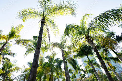 Low angle view of royal palm trees