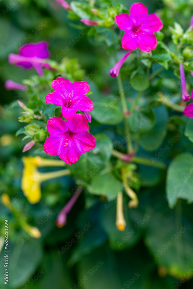 Mirabilis jalapa, the marvel of Peru or four o'clock flower, Jalapa (or Xalapa), continues to bloom, evening pleasure flowers. Plant used for medical purposes. Mirabilis jalapa, the marvel of Peru or four o'clock flower, Jalapa (or Xalapa), continues to bloom, evening pleasure flowers. Plant used for medical purposes.