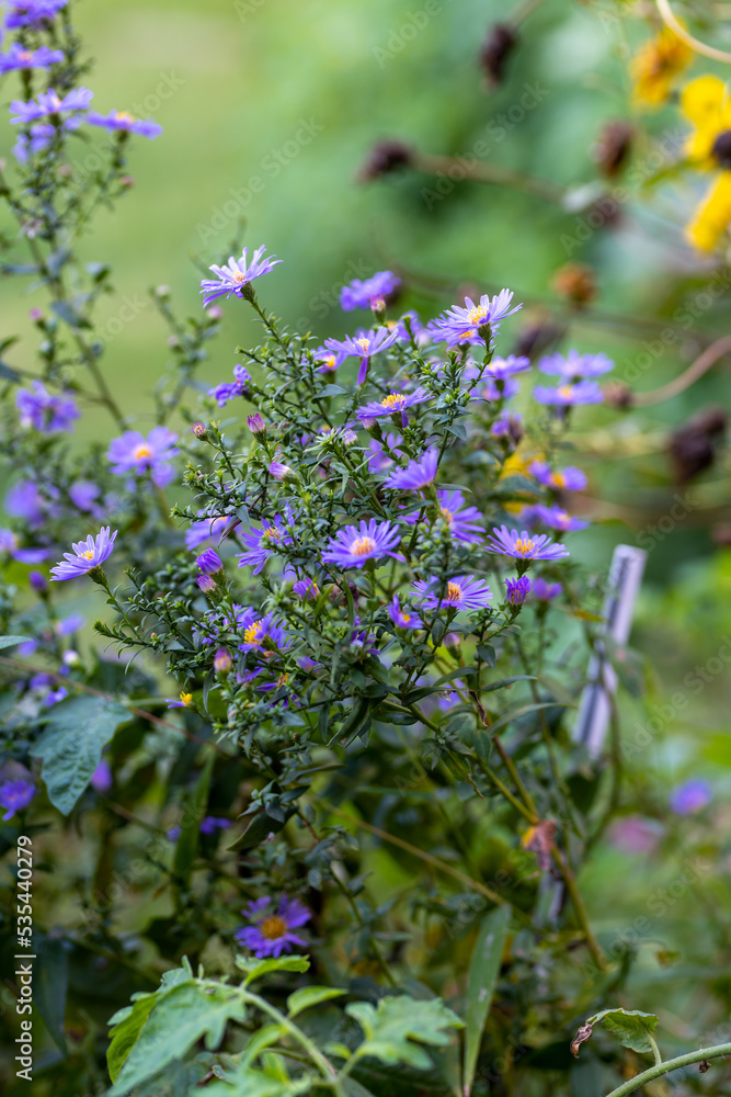 European michaelmas daisy Aster amellus European michaelmas daisy Aster amellus