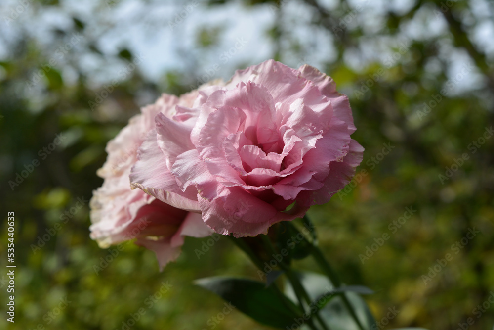 Delicate pink flowers with many petals of eustoma grandiflorum on blurred background. Romantic postcard.