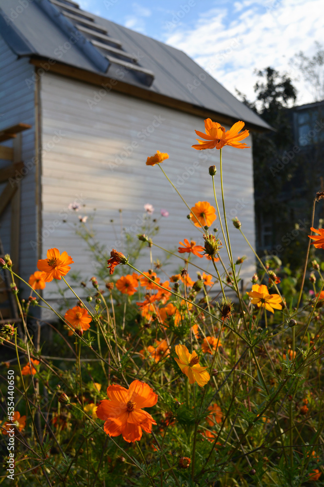 Obraz premium Beautiful countryside garden. Bright orange cosmos flowers on the background of small house.