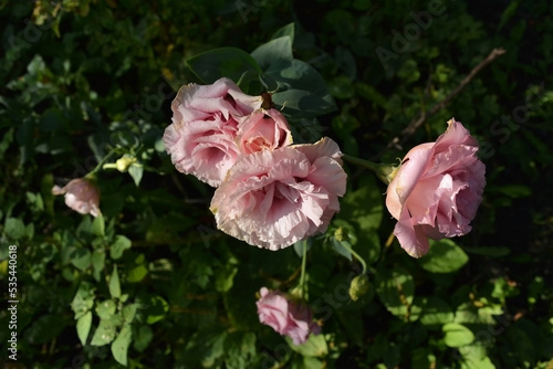Top view on pink double flowers of Eustoma grandiflorum, similar to a rose, growing in the garden.