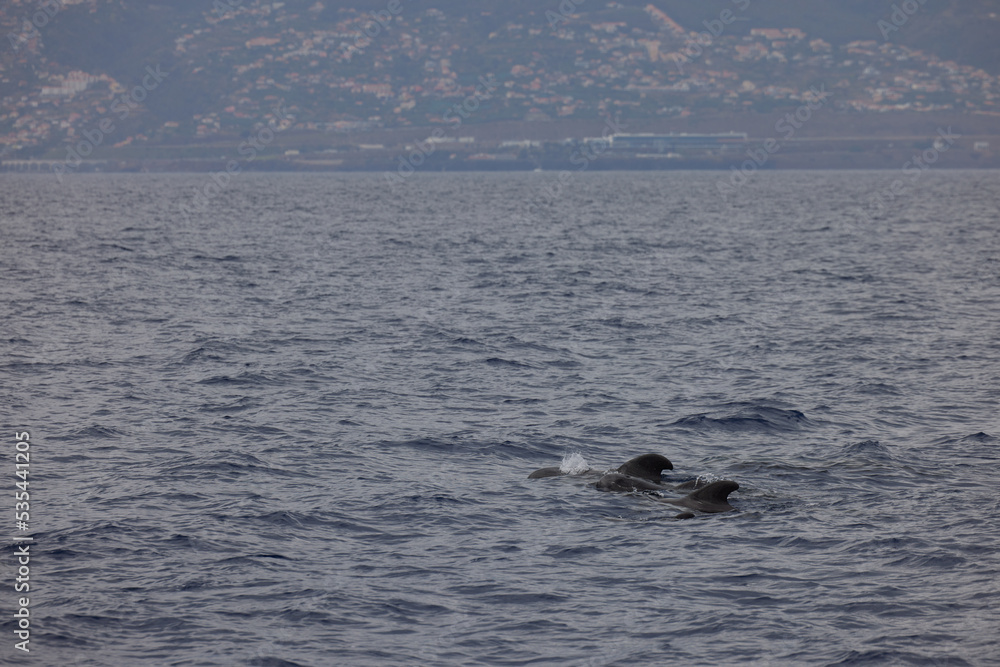 Dolphins in the Atlantic Ocean near Madeira with a view of the mountains Dolphins in the Atlantic Ocean near Madeira with a view of the mountains