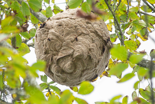 A large wasp nest (Vespa Velutina) hangs on a tree branch. danger to honey bees.