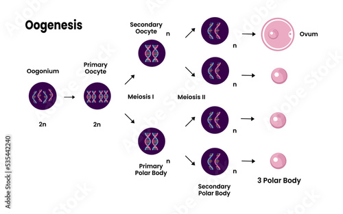 Structure of Oogenesis diagram. Process of cell division. Female reproductive system and oogenesis. vector illustration. photo