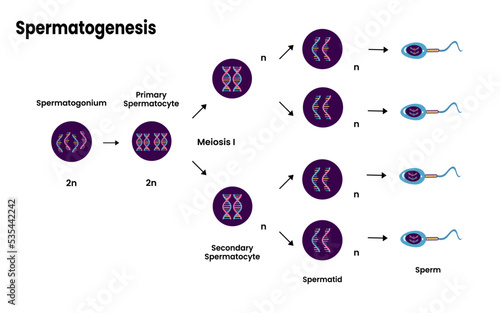 Structure of Spermatogenesis diagram. Process of cell division. Male reproductive system and Spermatogenesis. vector illustration. photo