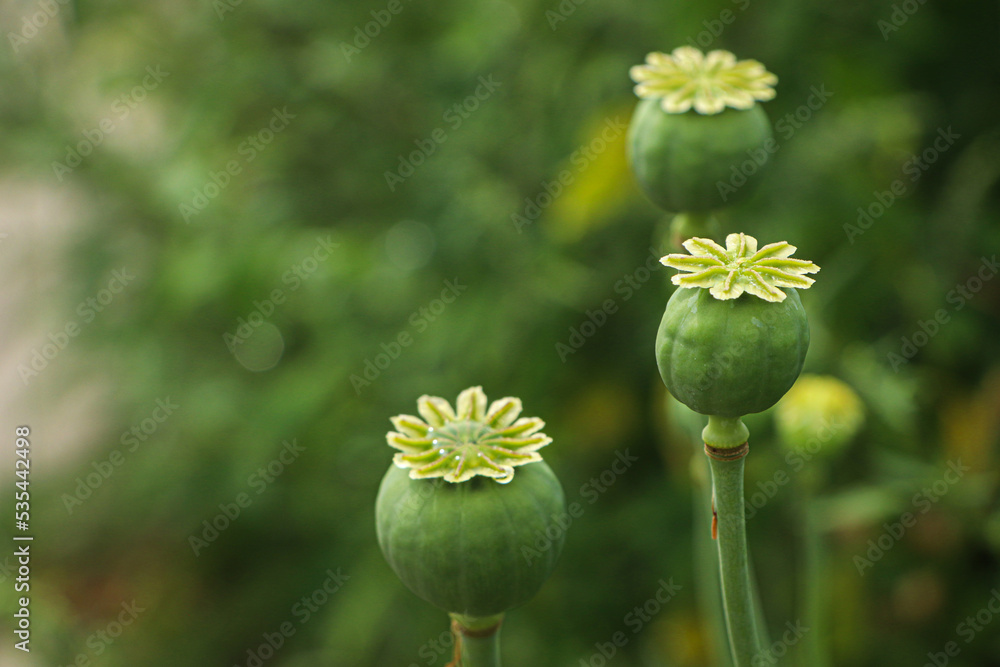 Green poppy heads growing in field, closeup. Space for text Green poppy heads growing in field, closeup. Space for text