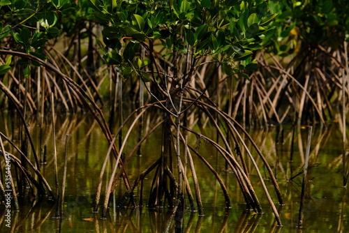 Mangrove trees in mangrove forests with twig roots grow in water.