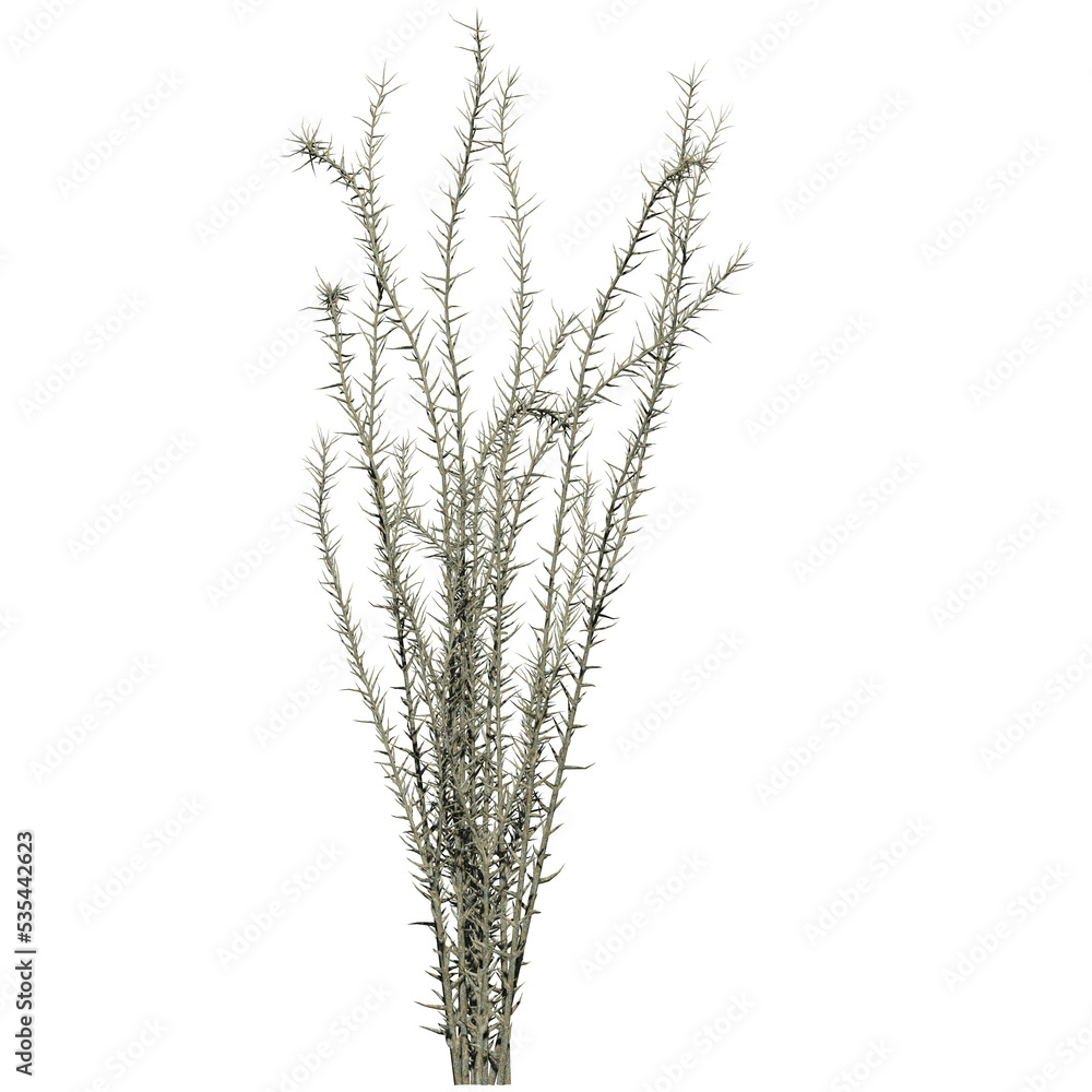 Obraz premium Ocotillo Plant - Front View