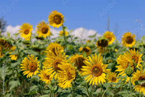 Bright yellow sunflowers  Helianthus annuus  under a sunny blue sky