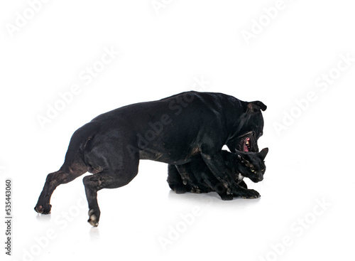 Fototapeta Naklejka Na Ścianę i Meble -  staffordshire bull terrier and cat
