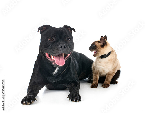 staffordshire bull terrier and cat