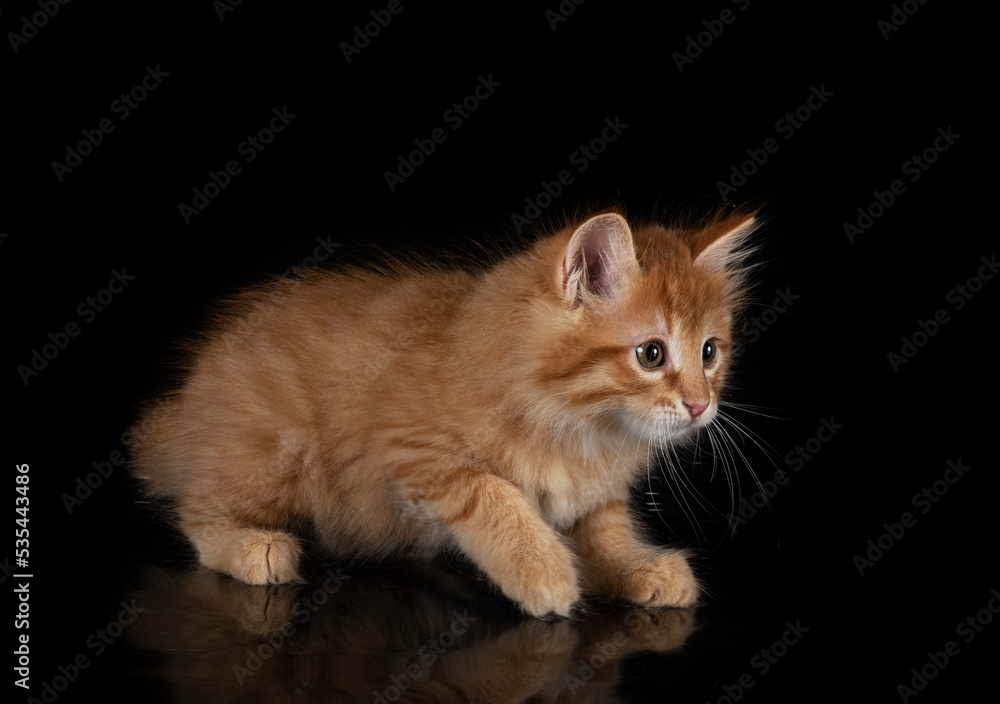 Kurilian Bobtail in studio