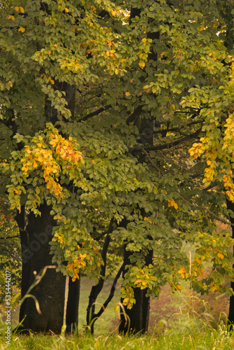 Fototapeta Naklejka Na Ścianę i Meble -  Colorful autumn trees with yellow leaves.