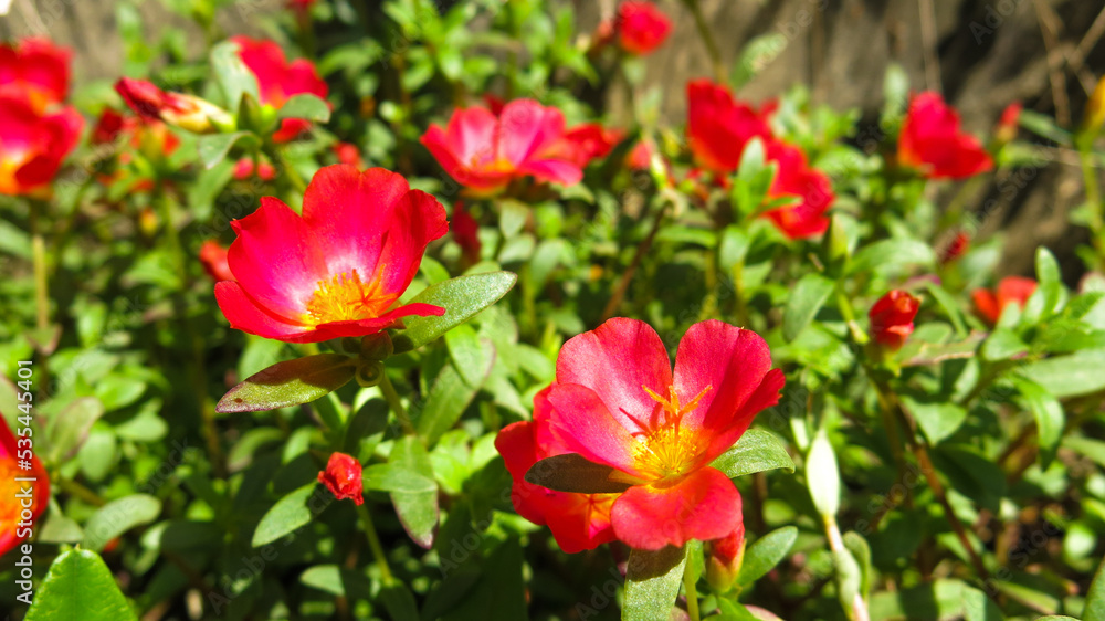 Blooming portulaca flower in full sun morning
