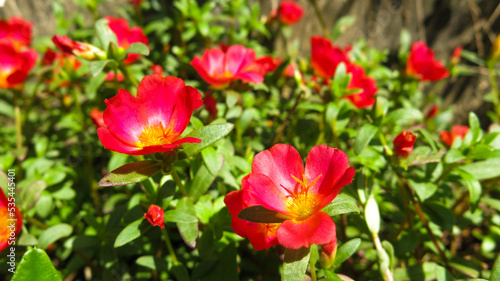 Blooming portulaca flower in full sun morning