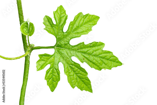 A sprig of bitter melon leaf in the shape of a green finger photo