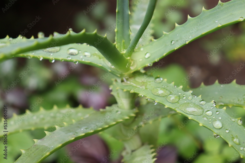 Aloe vera plant with dew drops natural remedy Aloe vera plant with dew drops natural remedy