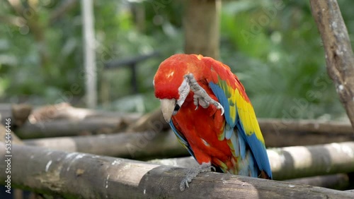 Red Macaw standing on wood beam, simple head scratch. Shallow depth of field. photo